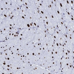 NOLA1 Antibody, Novus Biologicals 25 &mu;L | Buy Online | Novus Biologicals | Fisher Scientific
