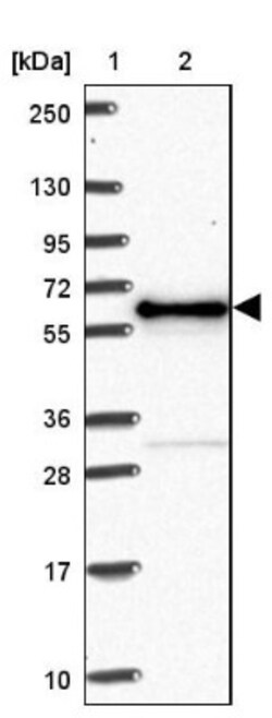 NONO Antibody, Novus Biologicals 25 &mu;L, Unlabeled:Antibodies, Polyclonal