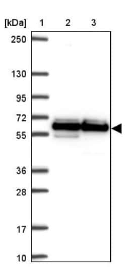 NONO Antibody, Novus Biologicals 0.1mL; Unlabeled:Antibodies, Polyclonal
