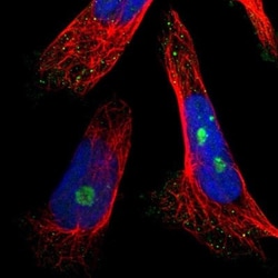 NOP58 Antibody, Novus Biologicals 0.1mL; Unlabeled:Antibodies, Polyclonal