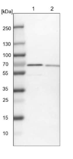 NOP58 Antibody, Novus Biologicals 0.1mL; Unlabeled:Antibodies, Polyclonal