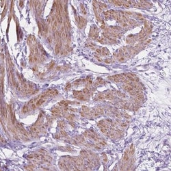 NOS1AP Antibody, Novus Biologicals 0.1mL; Unlabeled:Antibodies, Polyclonal
