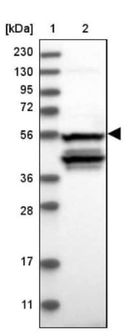 NOS1AP Antibody, Novus Biologicals 0.1mL; Unlabeled:Antibodies, Polyclonal
