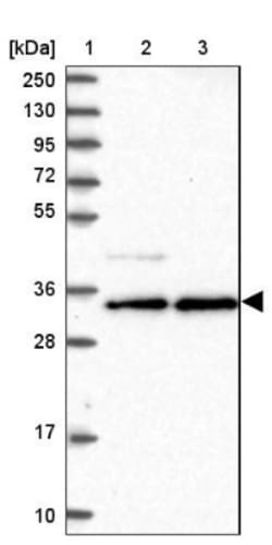 NOSIP Antibody, Novus Biologicals:Antibodies:Primary Antibodies