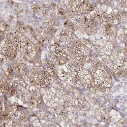 NOV/CCN3 Antibody, Novus Biologicals 0.1mL; Unlabeled:Antibodies, Polyclonal