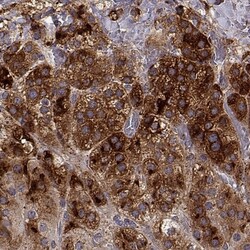 NOV/CCN3 Antibody, Novus Biologicals 0.1mL; Unlabeled:Antibodies, Polyclonal