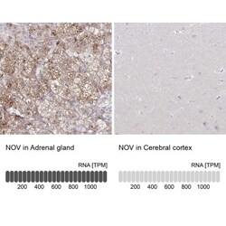 NOV/CCN3 Antibody, Novus Biologicals 0.1mL; Unlabeled:Antibodies, Polyclonal