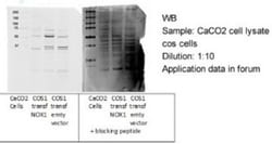 NOX1 Antibody, Novus Biologicals 100 &mu;L | Buy Online | Novus Biologicals | Fisher Scientific