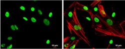 NPAS2 Antibody, Novus Biologicals 0.1mL; Unlabeled:Antibodies, Polyclonal