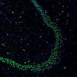 NPAS2 Antibody, Novus Biologicals:Antibodies:Primary Antibodies