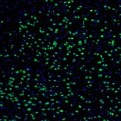NPAS2 Antibody, Novus Biologicals:Antibodies:Primary Antibodies