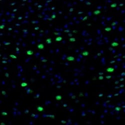 NPAS2 Antibody, Novus Biologicals:Antibodies:Primary Antibodies