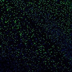 NPAS2 Antibody, Novus Biologicals:Antibodies:Primary Antibodies