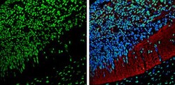 NPAS2 Antibody, Novus Biologicals 0.1mL; Unlabeled:Antibodies, Polyclonal