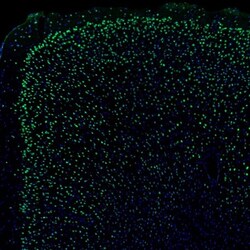 NPAS2 Antibody, Novus Biologicals:Antibodies:Primary Antibodies