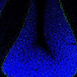NPAS2 Antibody, Novus Biologicals:Antibodies:Primary Antibodies