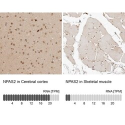 NPAS2 Antibody, Novus Biologicals:Antibodies:Primary Antibodies