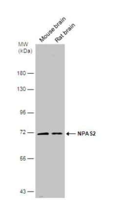 NPAS2 Antibody, Novus Biologicals 0.1mL; Unlabeled:Antibodies, Polyclonal