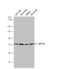 NPAS2 Antibody, Novus Biologicals 0.1mL; Unlabeled:Antibodies, Polyclonal