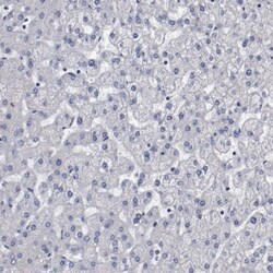 NPAS3 Antibody, Novus Biologicals 0.1mL; Unlabeled:Antibodies, Polyclonal