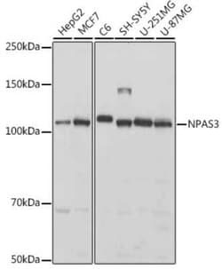 NPAS3 Rabbit anti-Human, Rat, Polyclonal, Novus Biologicals 20 &mu;g; Unconjugated:Antibodies,