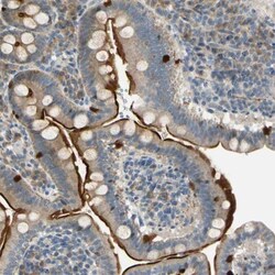 NPDC-1 Antibody, Novus Biologicals 0.1mL; Unlabeled:Antibodies, Polyclonal