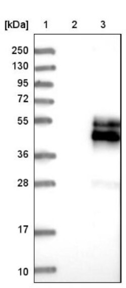 NPDC-1 Antibody, Novus Biologicals 0.1mL; Unlabeled:Antibodies, Polyclonal