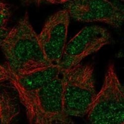 NPHP4 Rabbit anti-Human, Polyclonal, Novus Biologicals 25 &mu;g | Buy Online | Novus Biologicals | Fisher Scientific