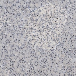 NPLOC4 Antibody, Novus Biologicals 25 &mu;L; Unlabeled:Antibodies, Polyclonal