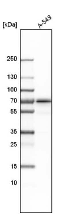 NPLOC4 Antibody, Novus Biologicals:Antibodies:Primary Antibodies