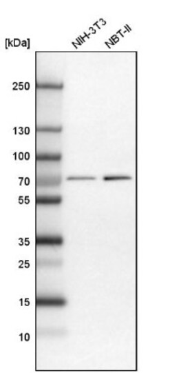 NPLOC4 Antibody, Novus Biologicals:Antibodies:Primary Antibodies