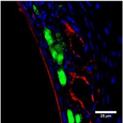 NPRB/NPR2 Antibody, Novus Biologicals 100 &mu;g; Unconjugated:Antibodies,