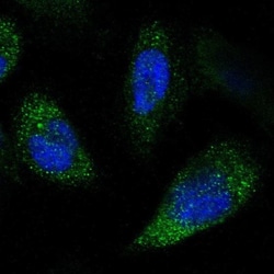 NPRL3 Antibody, Novus Biologicals 0.1mL; Unlabeled:Antibodies, Polyclonal