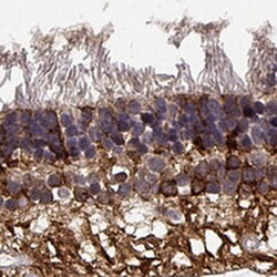 NPVF Antibody, Novus Biologicals 0.1mL; Unlabeled:Antibodies, Polyclonal
