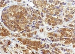 NQO-1 Antibody (A180), Novus Biologicals:Antibodies:Primary Antibodies