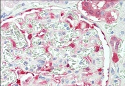 NQO-1 Antibody, Novus Biologicals 0.1 mg | Buy Online | Novus Biologicals | Fisher Scientific