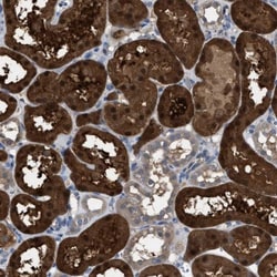 NQO-2 Antibody, Novus Biologicals:Antibodies:Primary Antibodies