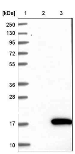 NRARP Antibody, Novus Biologicals 0.1mL; Unlabeled:Antibodies, Polyclonal