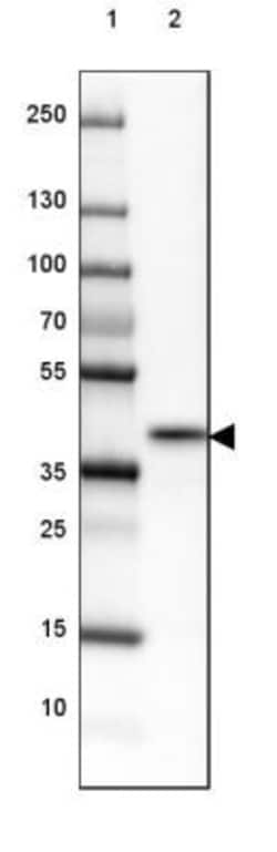 NRBF2 Antibody, Novus Biologicals 0.1 mL | Buy Online | Novus Biologicals | Fisher Scientific