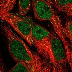 NRF3 Antibody, Novus Biologicals 0.1mL; Unlabeled:Antibodies, Polyclonal