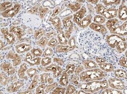 NRG4 Rabbit anti-Human, Polyclonal, Novus Biologicals 50 &mu;g; Unconjugated:Antibodies,