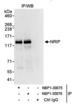 NRIP Antibody, Novus Biologicals 100 &mu;L | Buy Online | Novus Biologicals | Fisher Scientific