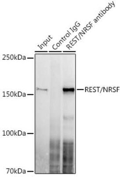 NRSF Rabbit anti-Human, Mouse, Rat, Clone: 8R8Z4, Novus Biologicals:Antibodies:Primary