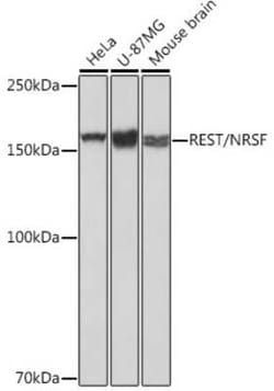 NRSF Rabbit anti-Human, Mouse, Rat, Clone: 8R8Z4, Novus Biologicals:Antibodies:Primary