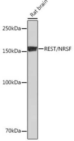 NRSF Rabbit anti-Human, Mouse, Rat, Clone: 8R8Z4, Novus Biologicals:Antibodies:Primary