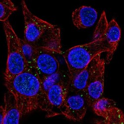 NRSN1 Antibody, Novus Biologicals:Antibodies:Primary Antibodies