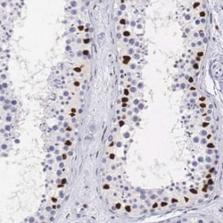 NSBP1 Antibody, Novus Biologicals 0.1mL; Unlabeled:Antibodies, Polyclonal