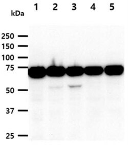NSD3 Antibody (7B4) - BSA Free, Novus Biologicals 0.1mL; Unlabeled:Antibodies,