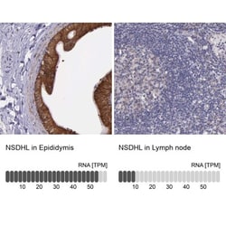 NSDHL Antibody, Novus Biologicals:Antibodies:Primary Antibodies