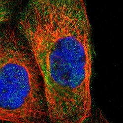 NSF Antibody, Novus Biologicals 0.1mL; Unlabeled:Antibodies, Polyclonal